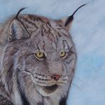 Idyllic Winter Of Lynx